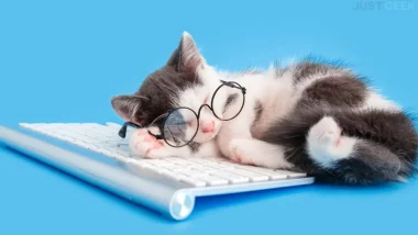 Un chat qui dort sur son clavier d'ordinateur